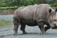 Průšvih po uhynutí samice nosorožce ve Dvoře Králové: Při oplodnění jejích vajíček spletli sperma!