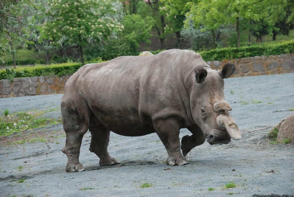 Nabiré v královédvorské zoo zabila prasklá cysta.