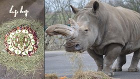 Úctyhodné už 44. narozeniny (u člověka asi 85) oslavila v ústecké zoo samice nosorožce tuponosého Zamba.