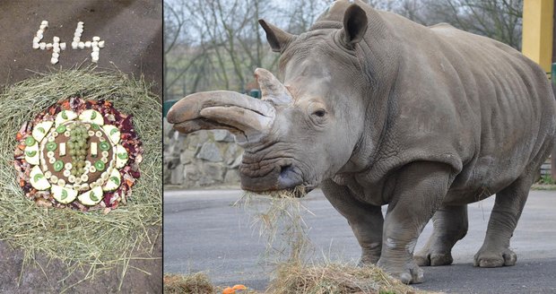 Nejstarší nosorožec v Česku a okolí slavil: Zambě je už 44 let!