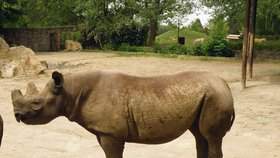 Deborah je ze tří nosorožců jediná samice