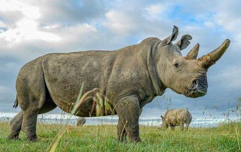 Samice Fatu se pase na louce ve výběhu rezervace Ol Pejeta, v pozadí je Nájin  a nosorožec bílý jižní Tauwo.
