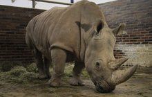 Zoo ve Dvoře Králové se bojí pytláků: Nosorožcům uřežou rohy!