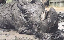 Umírající nosorožec Sudán (45): Ulevují mu koupele v bahně