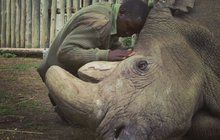 Umřel »český« nosorožec Sudán: Příběh muže, který ho chránil
