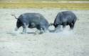 Bojující samci nosorožců si mohou ostrými rohy způsobit smrtelná zranění