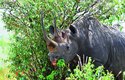 Nosorožec dvourohý spásá listí a větvičky křovin, pomáhá muvtom prodloužený horní pysk