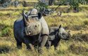 Nosorožec dvourohý (Diceros bicornis) může být téměř 4 m dlouhý a váží až 1400 kg