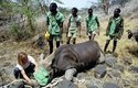 Odřezávání rohů vyžaduje uspání nosorožce, zakrytí očí ho udržuje v klidu