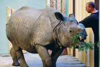 Plzeňská ZOO se chlubí párečkem nosorožců indických