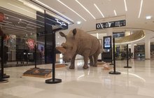 Poslední nosorožec svého druhu: Samici Nabiré vycpali a vystavili