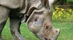 Ohrožená budoucnost: 3D tiskárny zachraňují nosorožce 