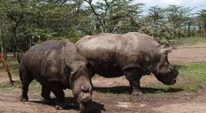 Naděje pro nosorožce 