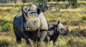 Nosorožci bez rohů: Co dokáže pila