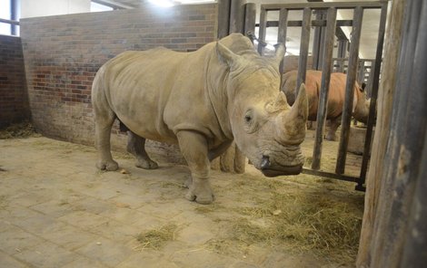 Nosorožci Pamirovi se v zoo líbí a zdá se, že si bude rozumět i s Jessicou.