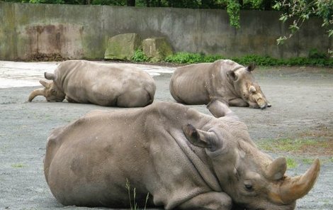 Kvůli rohům jsou nosorožci na pokraji vyhynutí.