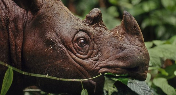 Ve stínu sopky: Nejvzácnější nosorožec na světě