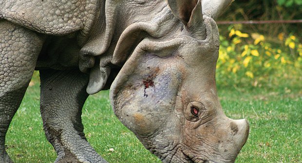 Ohrožená budoucnost: 3D tiskárny zachraňují nosorožce