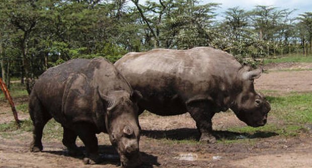Naděje pro nosorožce