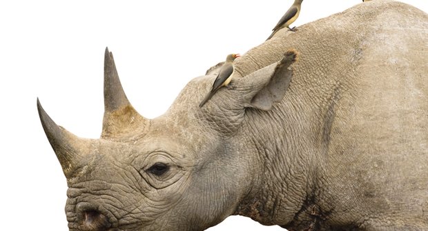 Strážci nosorožců: Jak ptáci bojují proti pytlákům