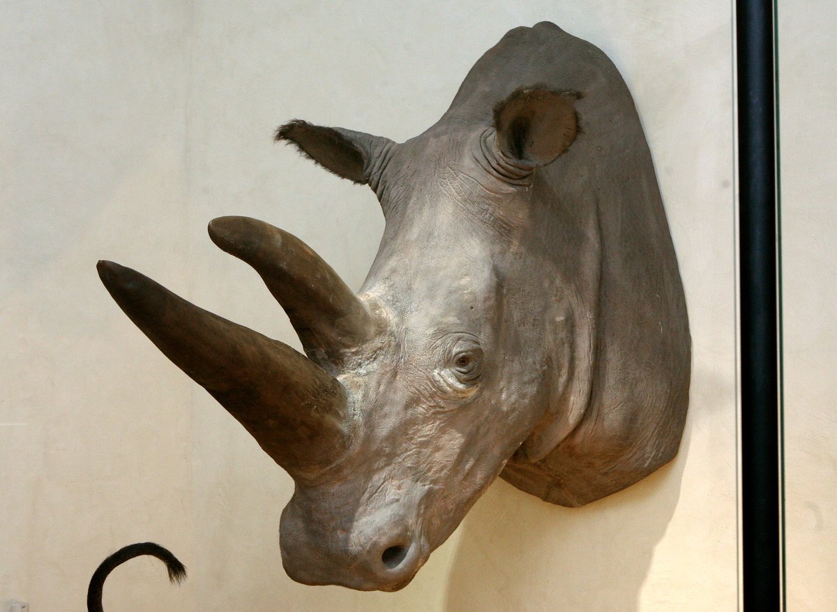 Nosorožec dostal kvůli zlodějům sádrový roh.