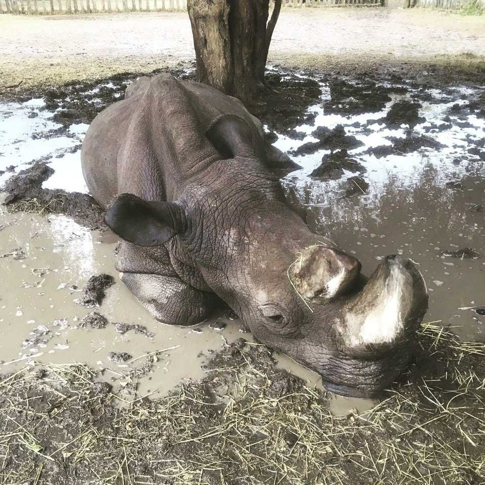 Nemocnému Sudánovi dělá bahenní koupel dobře.