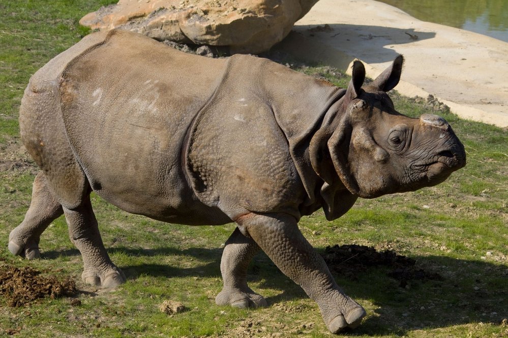 Vzácný nosorožec jávský