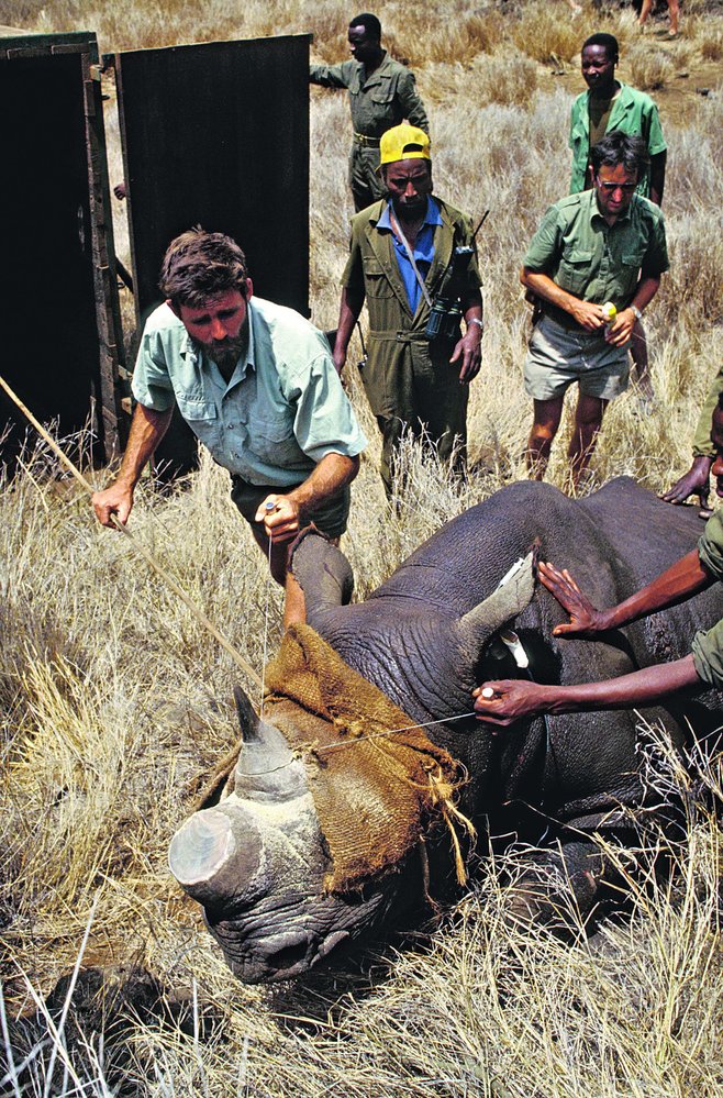 Odřezávání rohů vyžaduje uspání nosorožce, zakrytí očí ho udržuje v klidu