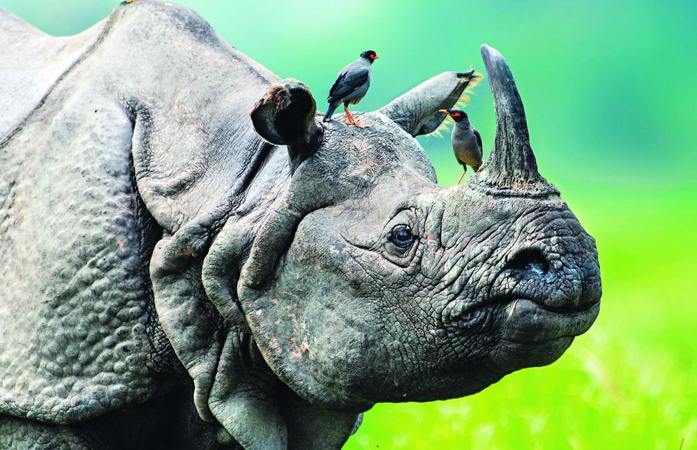 Nosorožci jsou cílem pytláků kvůli svému rohu, kterému tradiční asijská medicína připisuje léčivé až zázračné účinky. Vědecký podklad to nemá. Roh nosorožce je tvořený keratinem, což je stejný materiál, z jakého jsou zvířecí chlupy nebo naše vlasy a nehty.