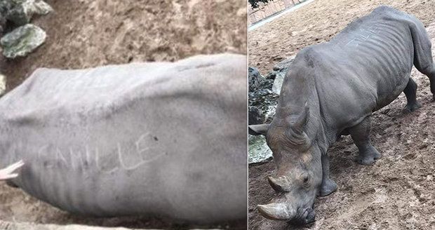 Šokující chování návštěvníků zoo: Do kůže nosorožčí samice vyryli svá jména!