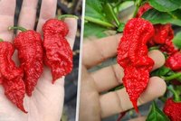 Černobyl v papričce: Český chilli rekord se blíží světové špičce