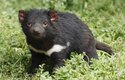 „Tasmánský čert“ je největší žijící dravý vačnatec