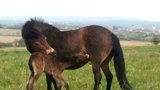 Rodinka se rozrůstá: V Podyjí se narodilo první hříbě divokých koní  