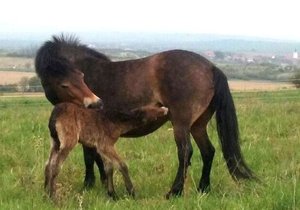 Stádo divokých koní v Národním parku Podyjí se rozrostlo o nově narozené hříbě. Další přijdou na svět v nejbližší době.