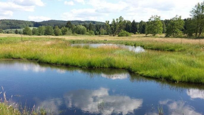 Nové tůně v části "Mokřady nad Chvojnovem" před sečí v době extrémního sucha 2015 Nové tůně v části "Mokřady nad Chvojnovem" před sečí v době extrémního sucha 2015