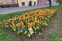 Novojičínský dukát: Město má vlastní květinový poklad, který uvidí celý svět