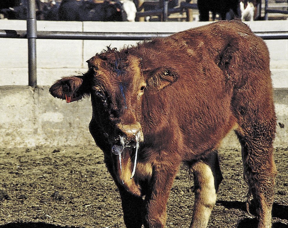 Bakterie Mycoplasma bovis způsobije u krav kromě jiného i nebezpečné dýchací choroby