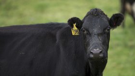 Na farmách, kde byla bakterie objevena, plánují novozélandské úřady utratit všechny krávy, včetně těch zdravých