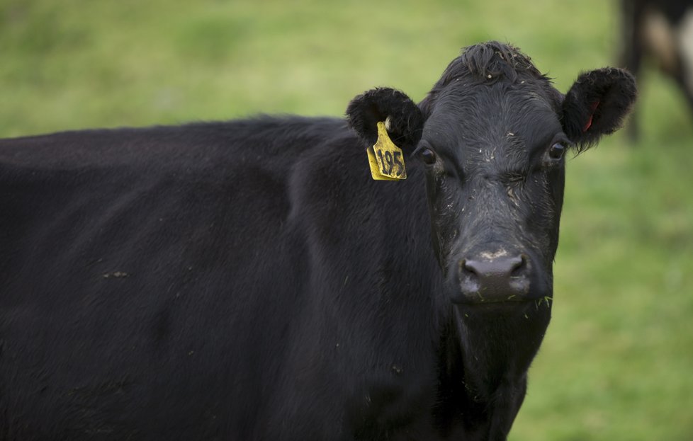 Na farmách, kde byla bakterie objevena, plánují novozélandské úřady utratit všechny krávy, včetně těch zdravých