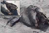 Mořská stvůra na pláži v Novém Zélandu: Moře vyvrhlo tajemného tvora!