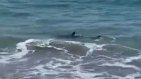 Chvilky děsu si zažil novozélandský plavec, když mu jeho výlet do vln ukončili dva žraloci. Lidé na něj zběsile pokřikovali, ať uteče z vody.