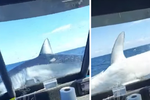 Novozélandské rybáře vyděsil žralok, který jim skočil do lodi.