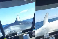 Rybáře vyděsil obří žralok: Skočil jim přímo do lodi!