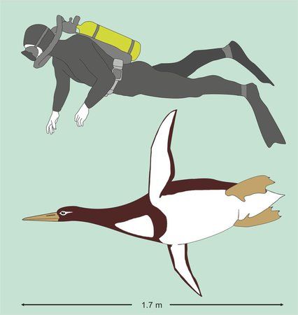 Nález prehistorické fosílie tučňáka