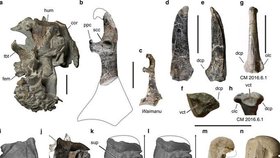 Nález prehistorické fosilie tučňáka