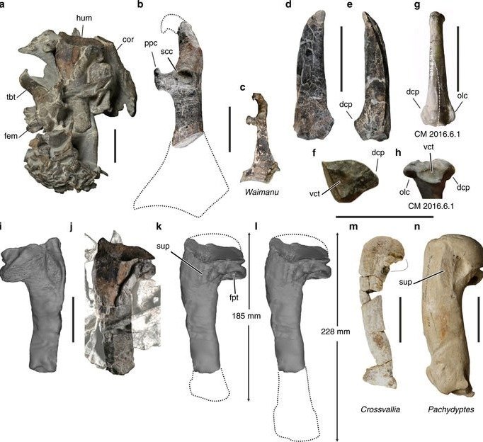 Nález prehistorické fosilie tučňáka