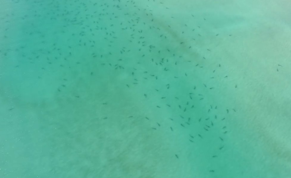 Plavce u novozélandských břehů překvapily stovky žraloků. Predátoři se sem připlouvají pářit.