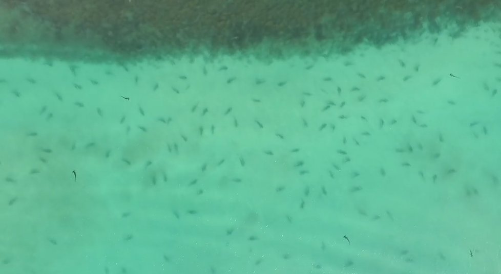 Plavce u novozélandských břehů překvapily stovky žraloků. Predátoři se sem připlouvají pářit.
