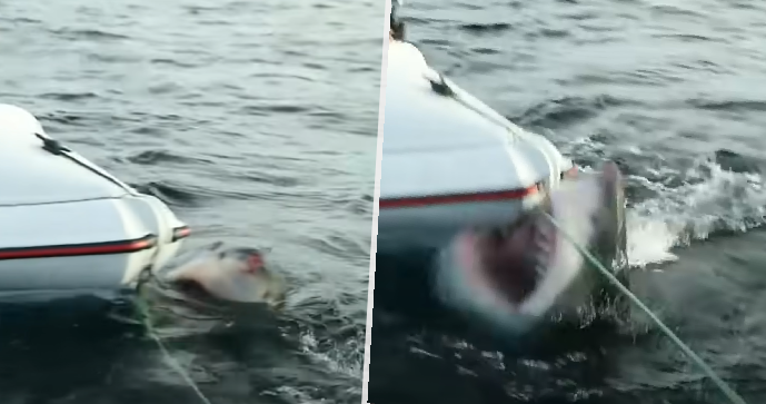 Na filmaře na Novém Zélandu zaútočil žralok.