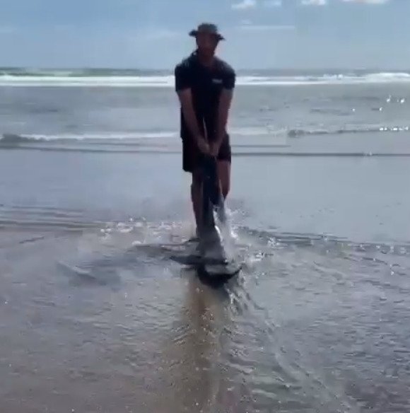 Záchrana lidožravého žraloka: Muž si všiml predátora zamotaného do lana a odtáhl ho do moře.